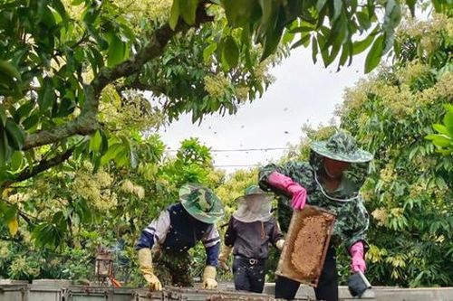 Cảnh nhộn nhịp thu hoạch mật ong ở vựa vải thiều Lục Ngạn - Bắc Giang