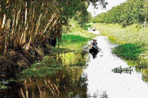 Bình dị xứ hoa tràm