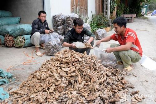 Nghệ An hỗ trợ nông dân, kết nối tiêu thụ nông sản