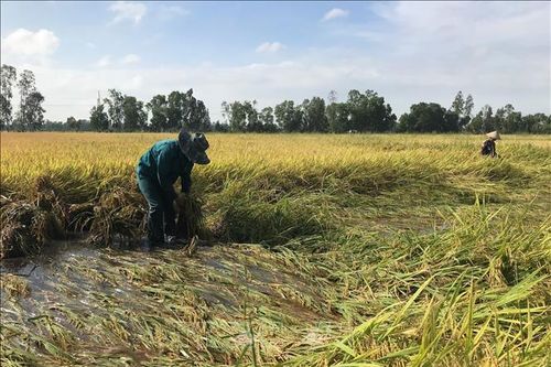 Mưa trái mùa, người trồng lúa Bạc Liêu lao đao