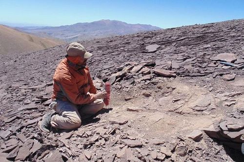 Chile phát hiện nghĩa địa hóa thạch của loài bò sát bay cổ đại ở sa mạc Atacama