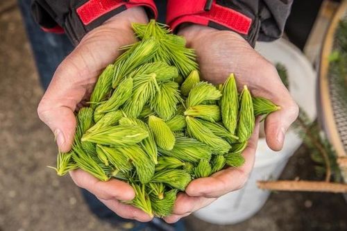 Chồi vân sam: 'Tiền' chỉ có ở Alaska