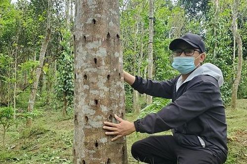 Giấc mơ thu tiền tỷ từ cây dó bầu tạo trầm hương khó thành hiện thực