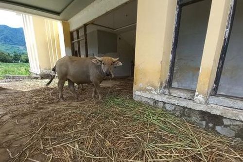 Vì sao dự án nghìn tỉ bỏ hoang 13 năm thành nơi thả trâu trong khi dân 'khát' đất?
