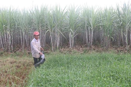 Trà Vinh tìm hướng đi cho vùng nguyên liệu mía