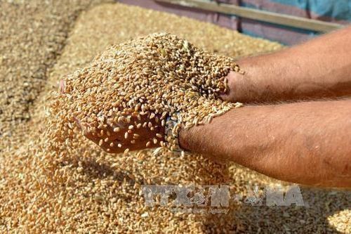 Giá lương thực toàn cầu tăng kỷ lục