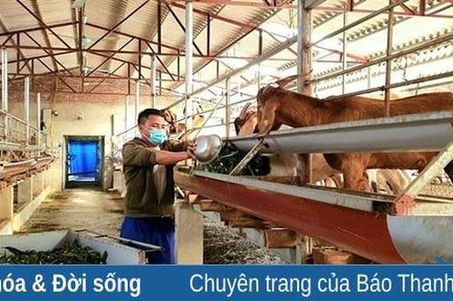 Khởi nghiệp thành công từ nuôi dê giống Boer nhốt chuồng