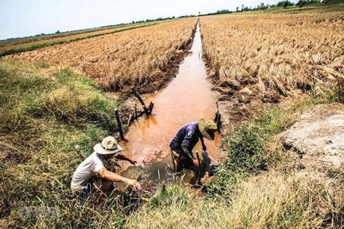 Xâm nhập mặn ở đồng bằng sông Cửu Long giảm dần