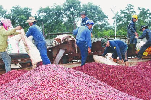 Khát vọng nâng tầm nông sản Việt xuất khẩu