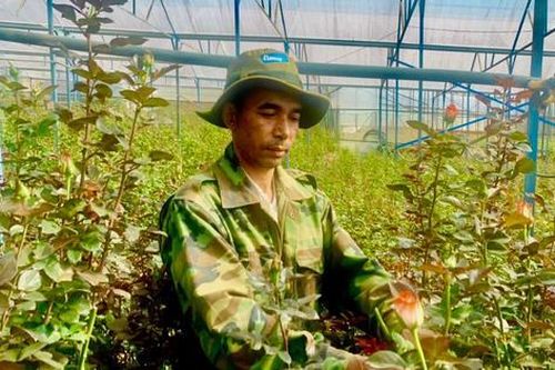 Thung lũng hoa hồng dưới chân núi LangBiang