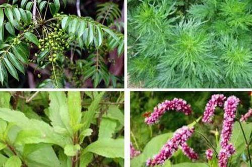 Sẽ phát động phong trào trồng cây thuốc nam trong khuôn viên các chùa, nơi thờ tự