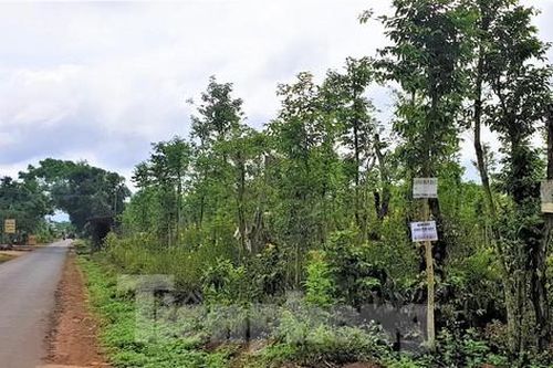 Bà con dân tộc thiểu số điêu đứng vì giao 'sổ đỏ' cho người mua tự tách thửa