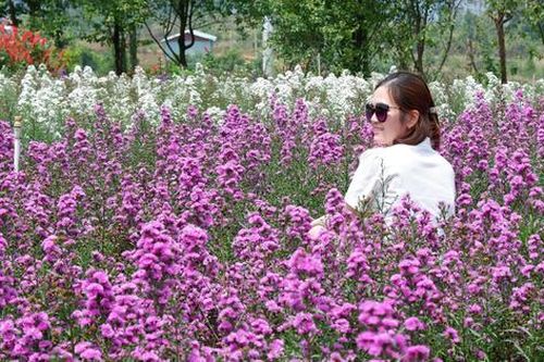 Du khách 'lạc trôi' giữa Măng Đen rực rỡ trong kỳ nghỉ lễ