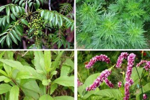 Sẽ phát động phong trào trồng cây thuốc nam trong khuôn viên các chùa
