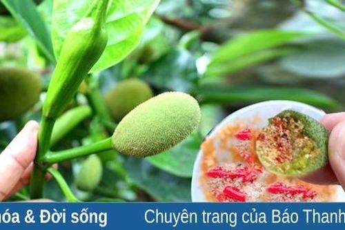 Thương nhớ mít quê