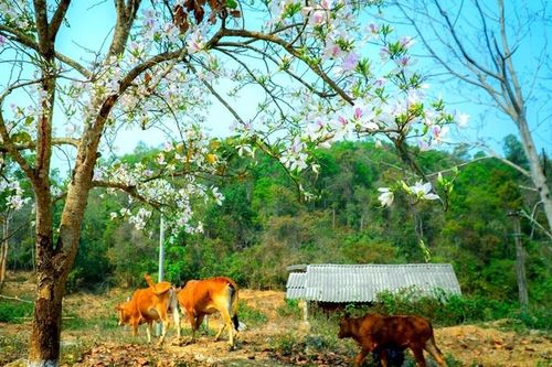 Thung lũng hoa ban
