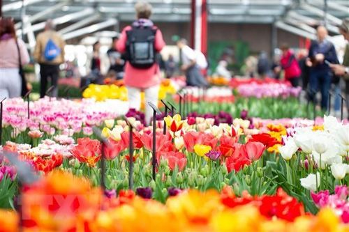 Hà Lan: 'Thiên đường' hoa tulip Keukenhof mở cửa trở lại sau 3 năm