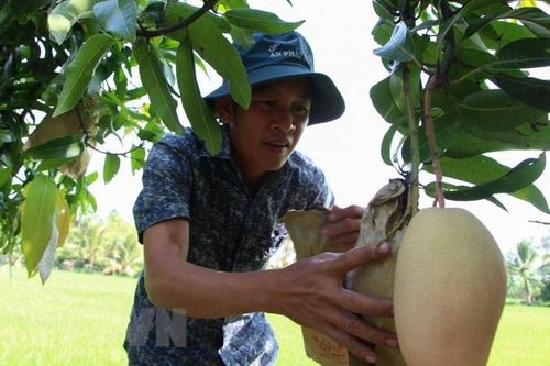 Đồng Tháp: Giá xoài xuống thấp, người trồng thua lỗ nặng
