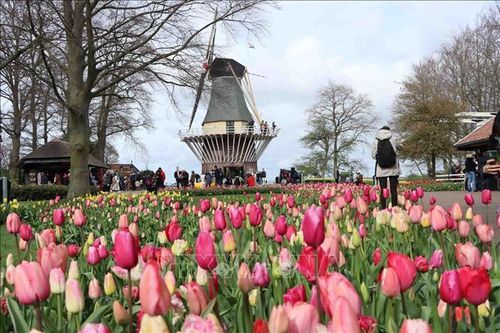 Công viên hoa Keukenhof (Hà Lan) mở cửa trở lại