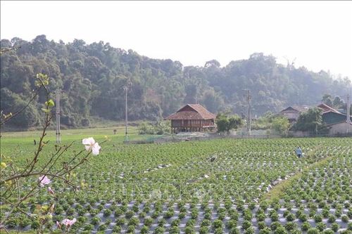 Về Mường Phăng ngắm không gian bản làng của đồng bào Thái