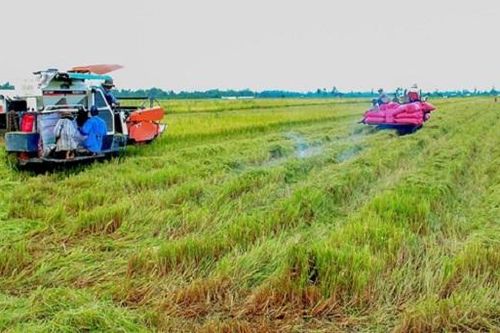 Mô hình 'cánh đồng mẫu lớn' có xu hướng sụt giảm