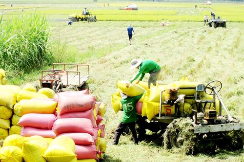 Châu Phú thực hiện nghị quyết các cấp thông qua chương trình hành động