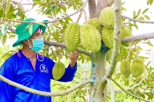 Vị ngọt sầu riêng trên vùng đất Tân Phú