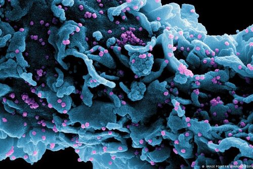 Phát hiện hàng nghìn virus mới dưới đại dương
