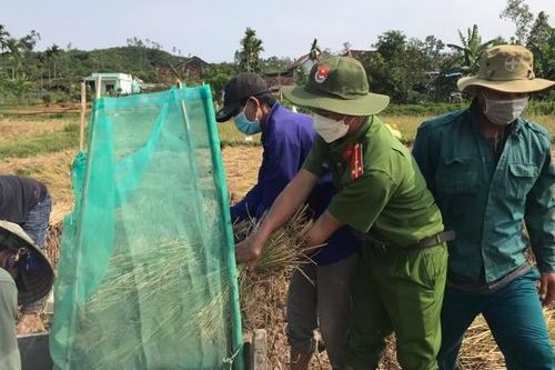 Quảng Ngãi: 'Áo xanh' xuống đồng giúp dân thu hoạch lúa