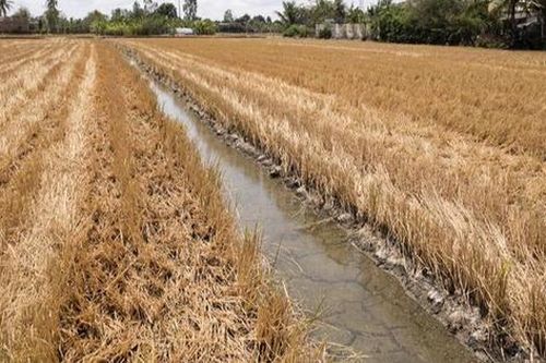 Hình ảnh xâm nhập mặn ở Đồng bằng Sông Cửu Long