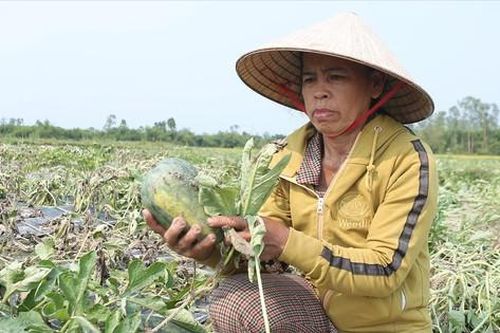 Người Quảng Nam gạt nước mắt, nhìn dưa hấu chết héo kín ruộng