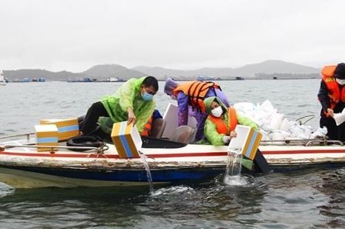 Vùng biển Rạn Trào: Hệ sinh thái phục hồi mạnh mẽ