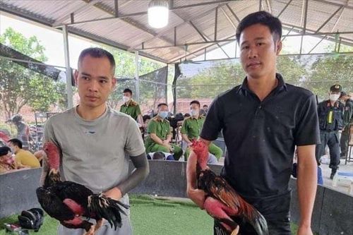 Vĩnh Phúc: Triệt phá sới đá gà tại một trang trại trong khu dân cư
