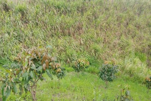 Bàng hoàng phát hiện nam sinh lớp 8 tử vong cạnh nương mía với nhiều vết thương