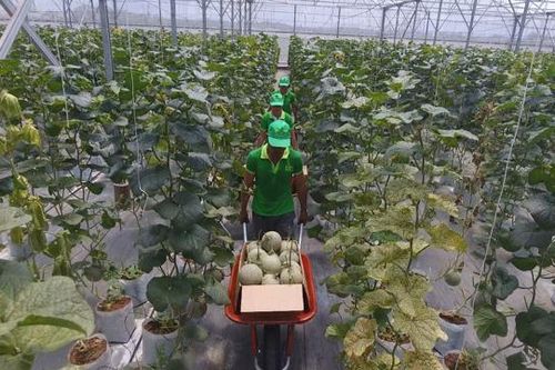 Khu Nông nghiệp công nghệ cao TP.HCM sẽ là đầu mối 'dẫn dắt' nông nghiệp phía Nam