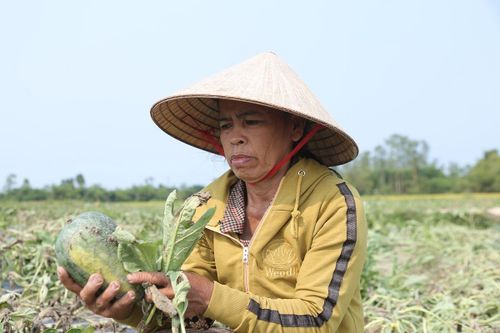 Hàng trăm hecta dưa hấu chết khô, nông dân Quảng Nam nuốt nước mắt nhổ bỏ