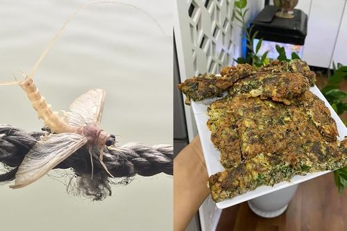 Con vật vờ ở sông Hồng: Sống vài giờ nhưng lưu danh đặc sản, giá bán cả triệu/kg