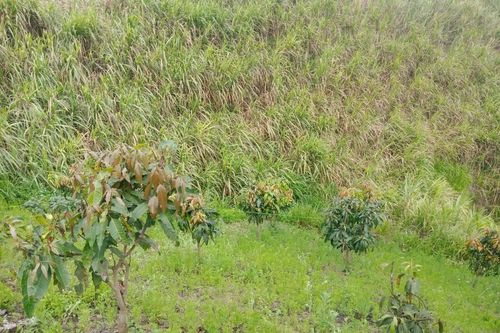 Sơn La: Phát hiện thi thể nam sinh lớp 8 với nhiều vết thương