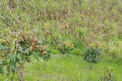 Sơn La: Nghi án nam sinh lớp 8 bị sát hại dã man trên nương mía