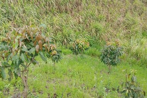 Phát hiện thi thể nam sinh lớp 8 trên nương mía với nhiều vết đâm ở lưng