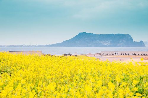 Khởi động du lịch Hàn Quốc với cuộc thi 'Từ nét vẽ, đến Jeju'