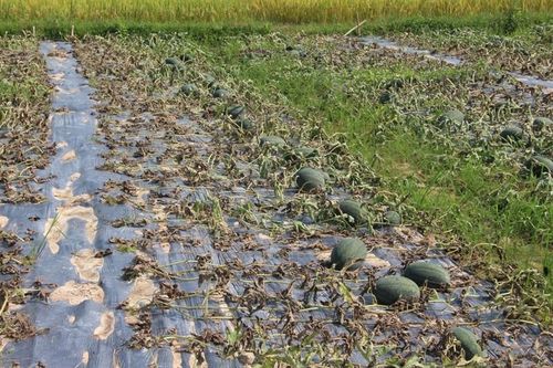 Nát tan thủ phủ dưa Quảng Nam