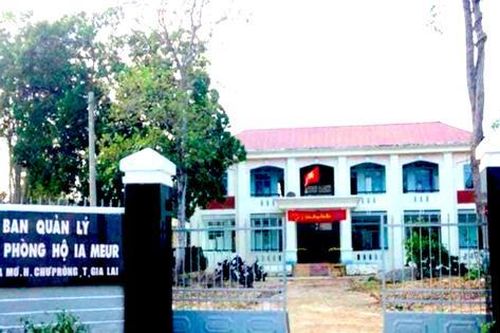 Nhân viên bảo vệ rừng bị đánh, dọa 'giết' nếu không cho phát cây