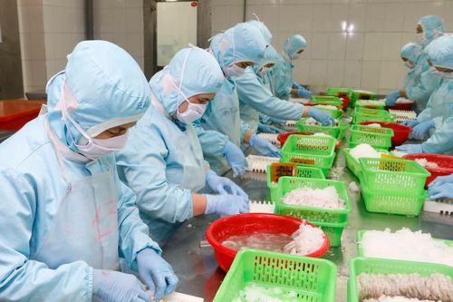 Xuất khẩu tôm sang Nhật Bản tăng mạnh sau 2 năm