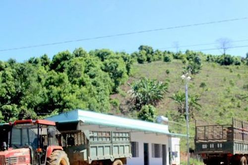 Kon Tum chỉ đạo kiểm tra toàn bộ trạm cân thu mua nông sản