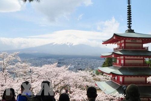 Nô nức lễ hội ngắm hoa Hanami tại Đất nước Mặt Trời mọc