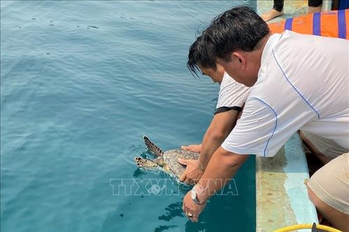 Bình Định: Thả đồi mồi quý hiếm về biển