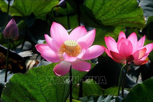Tôn vinh 'Sen trong đời sống văn hóa Việt'