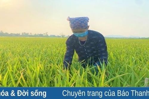 Nông dân tuân thủ nguyên tắc '4 đúng' trong phòng, trừ sâu bệnh