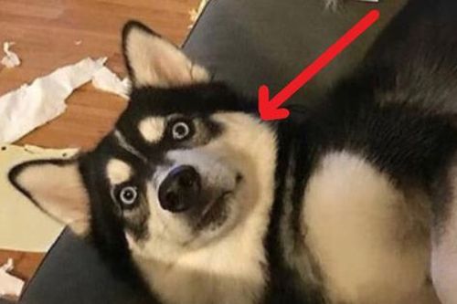 Chó Husky đi ra ngoài mãi không về, chủ đi tìm thì bắt gặp cảnh tượng đứng hình